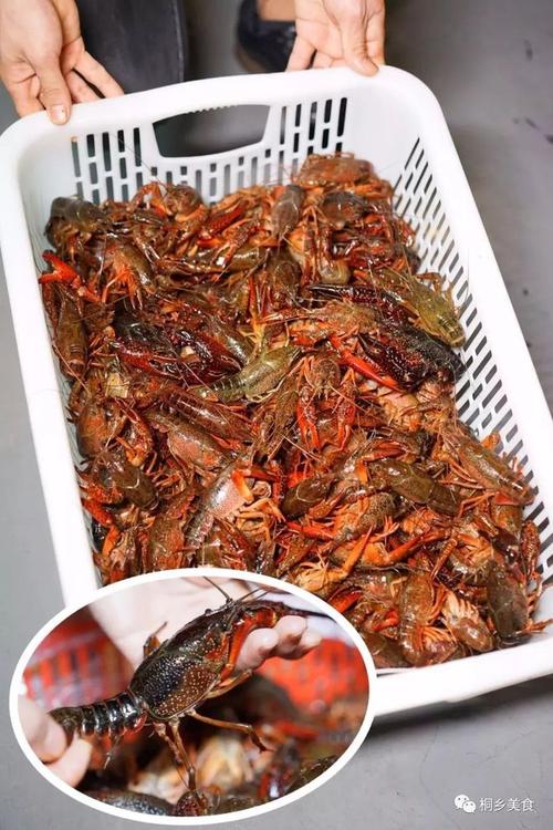 桐乡首家酒吧式龙虾馆盛大开业，拼团免费尝小龙虾，高考学子凭准考证还有惊喜！